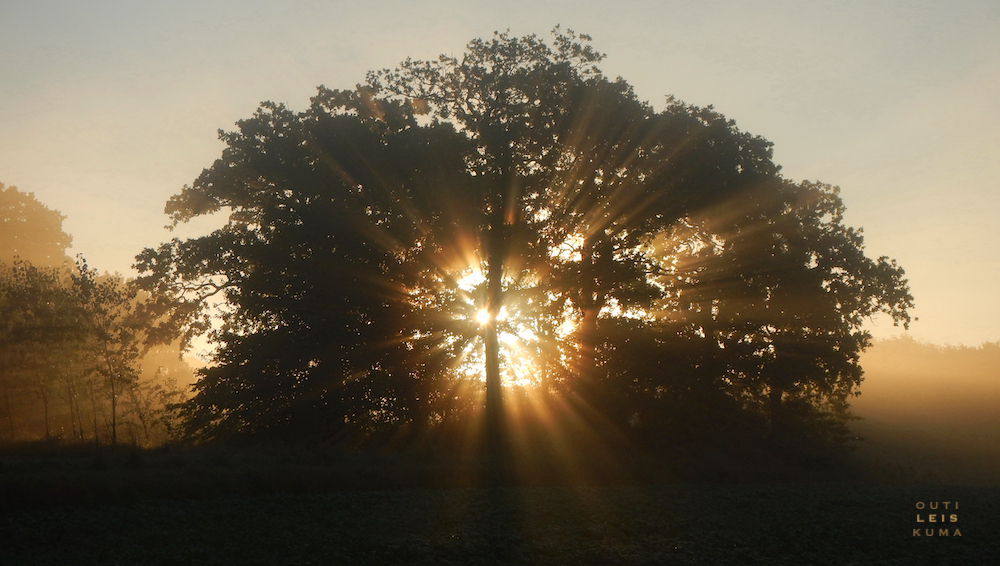 AIKAINPUU – HOME OF THREE TREES