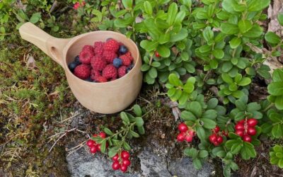THE WILD PATH’S GATHERING BASKET